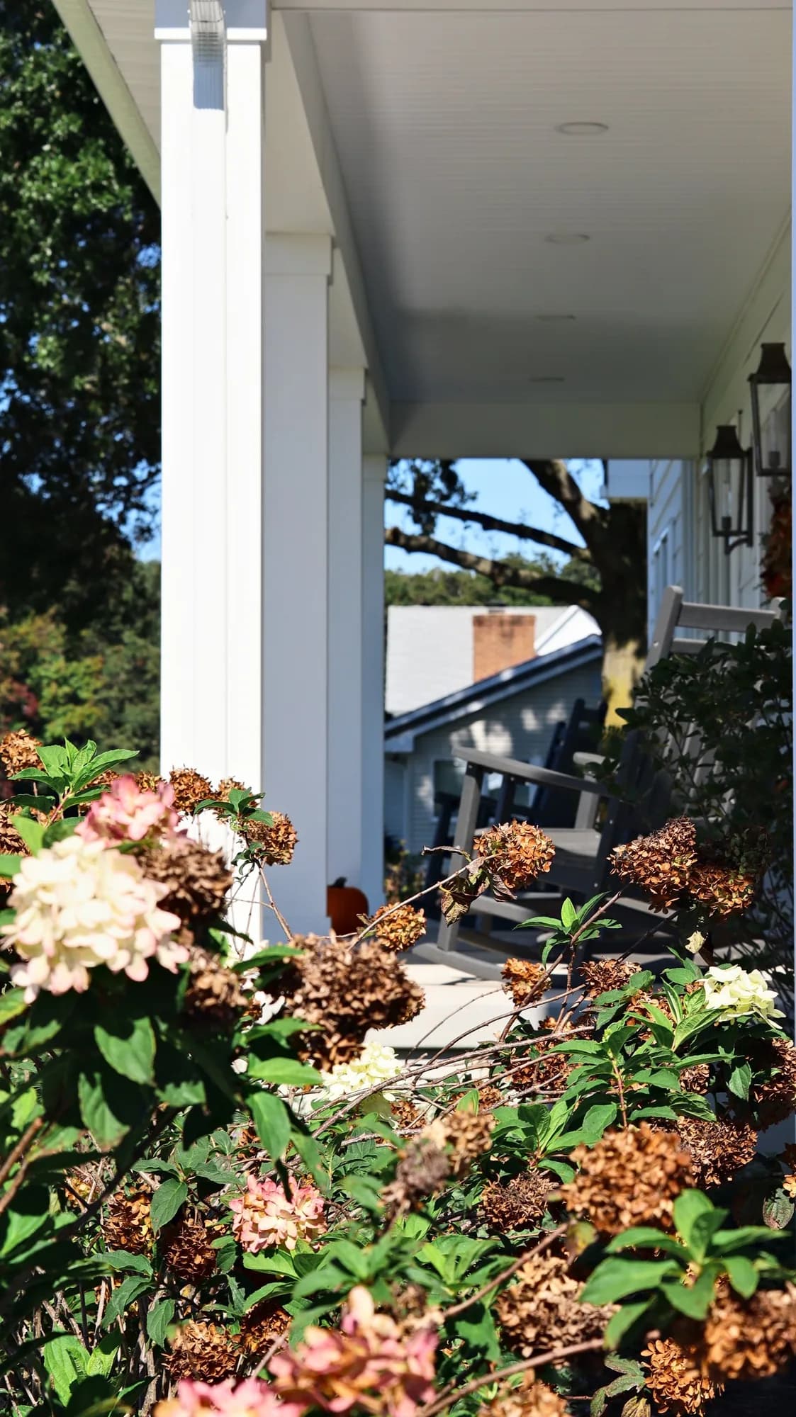 Hydrangeas in bloom at the end of the front porch, beside a white column